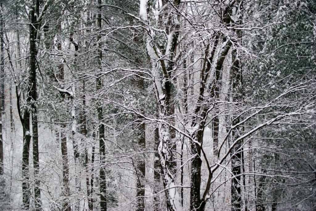 Snowy trees in a Tennessee winter