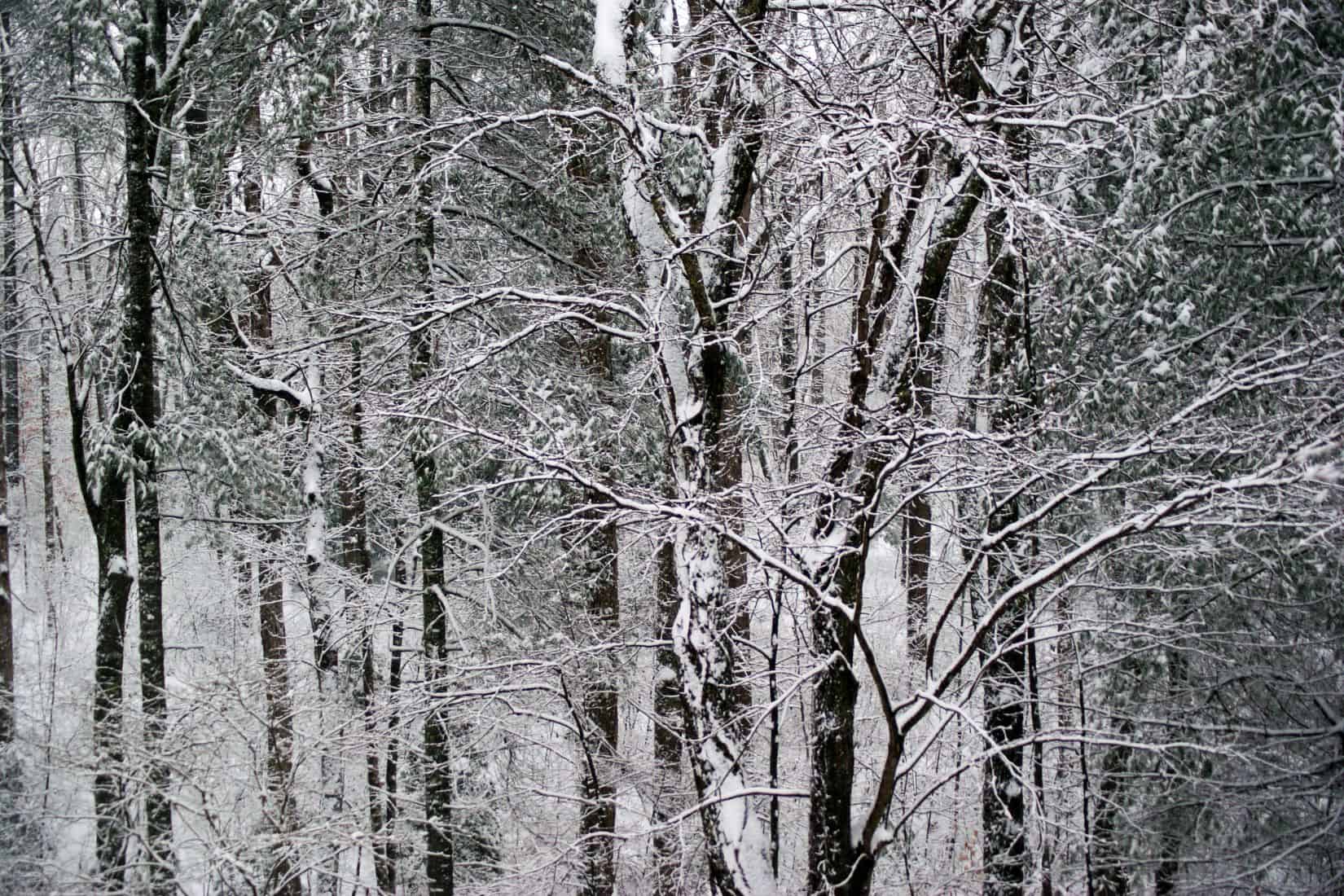 Snowy trees in a Tennessee winter