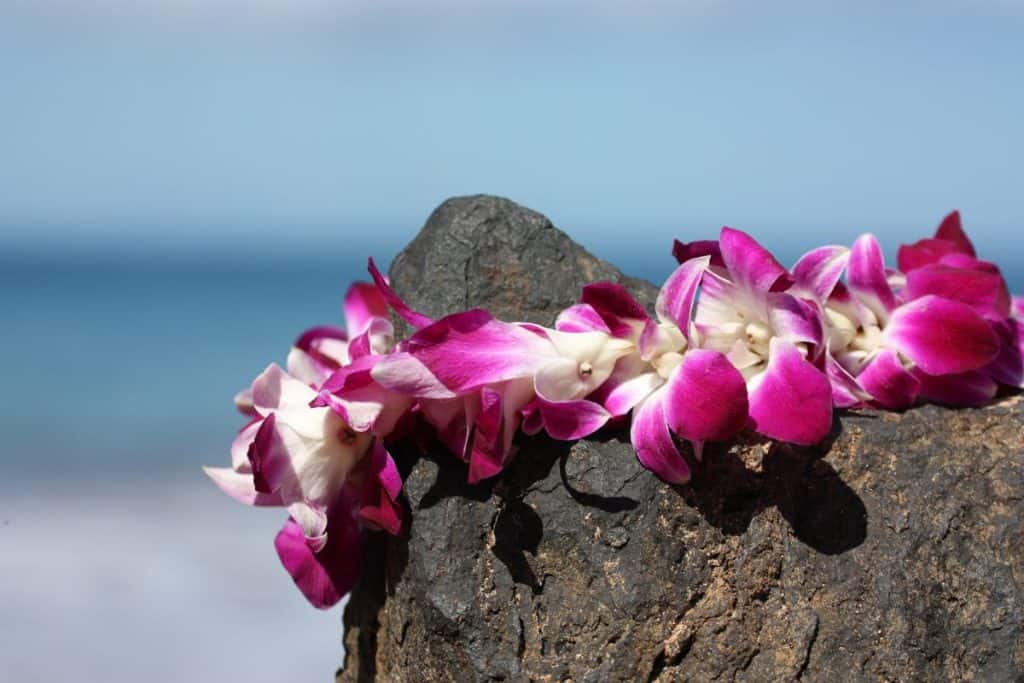 A traditional Hawaii lei. 